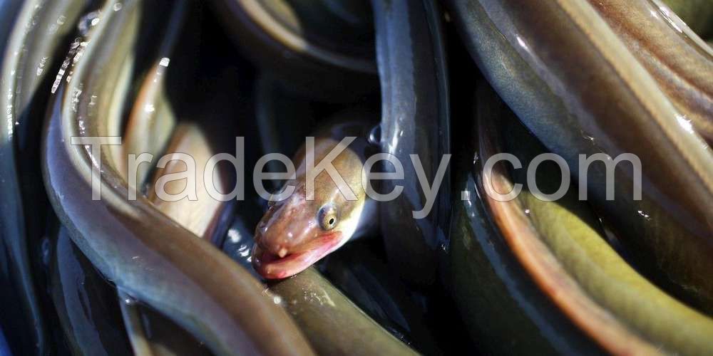 Live fresh eel from Tunisia