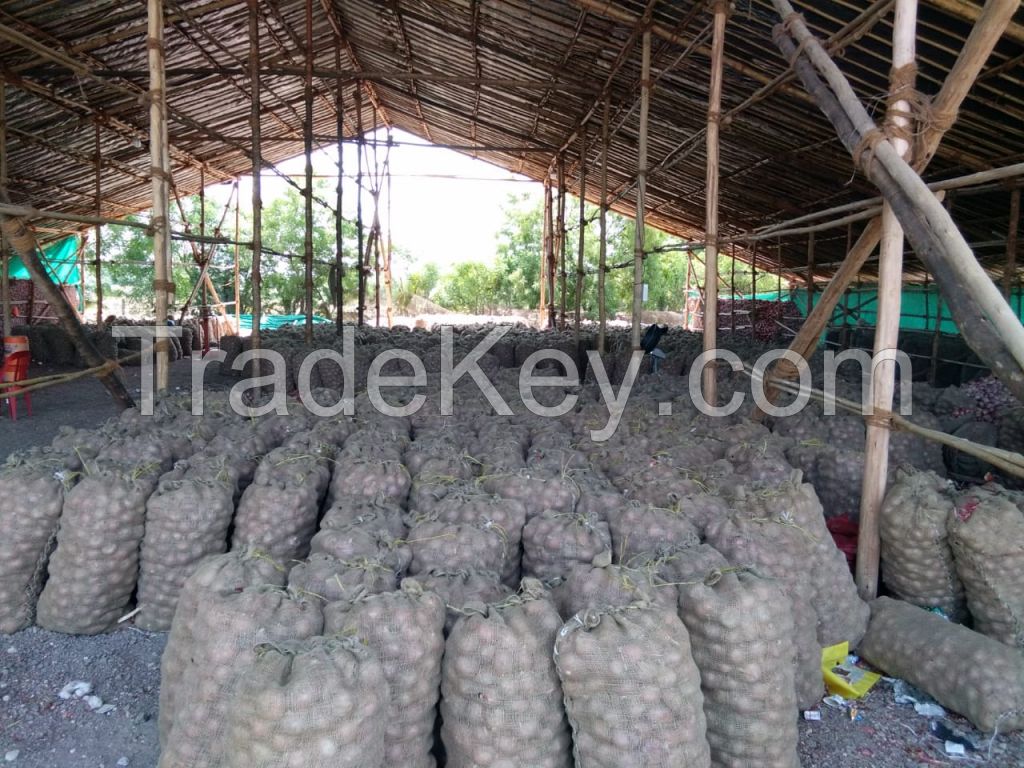 Fresh Indian Onions