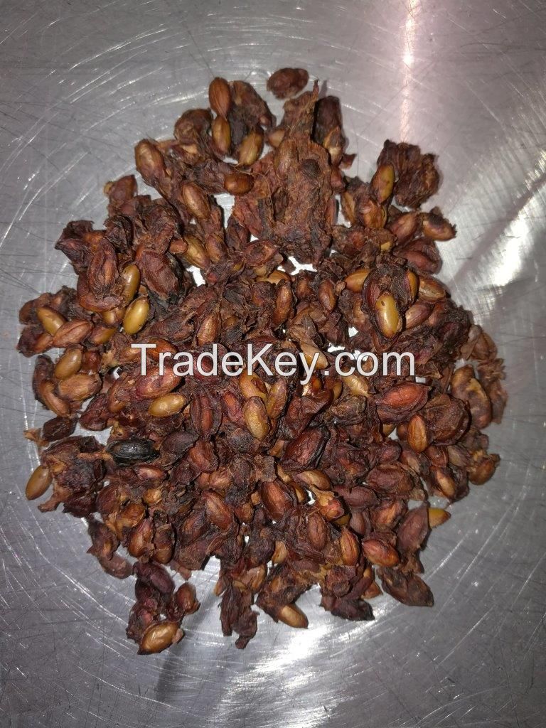 Dried miracle berry seed Synsepalum dulcificum