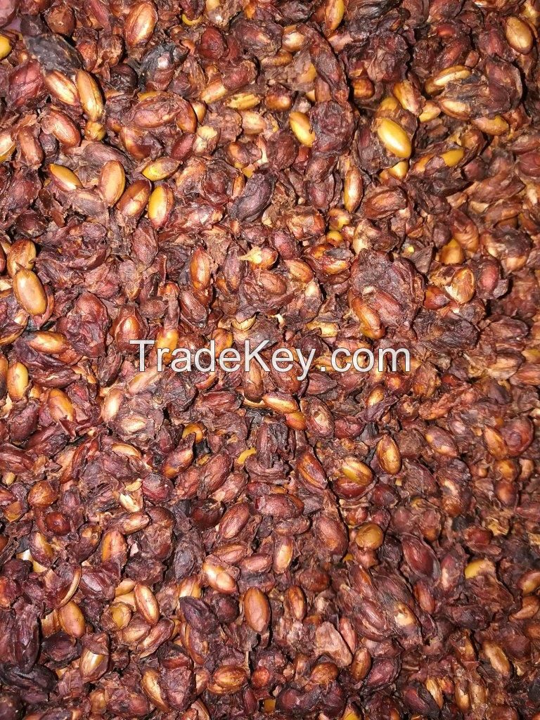 Dried miracle berry seed Synsepalum dulcificum