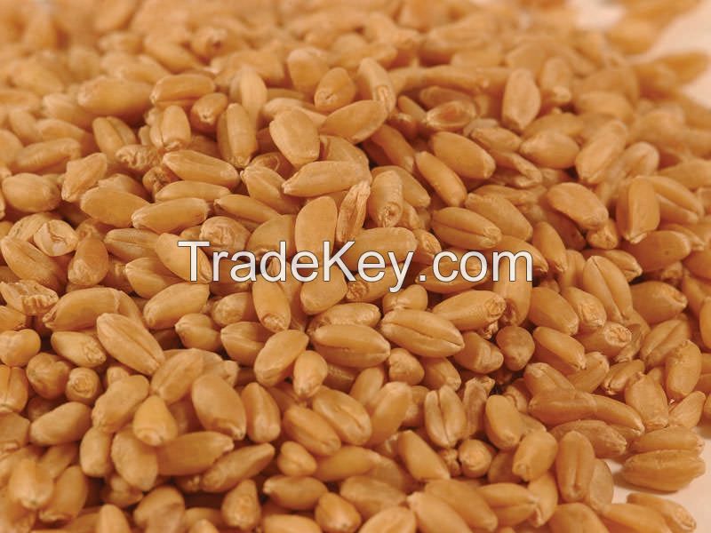 Wheat! Best price! Worldwide delivery!