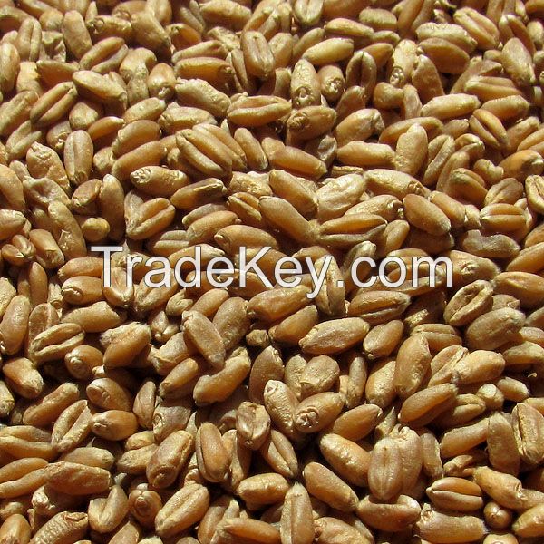 Barley and barley seeds! Best price! Worldwide delivery!