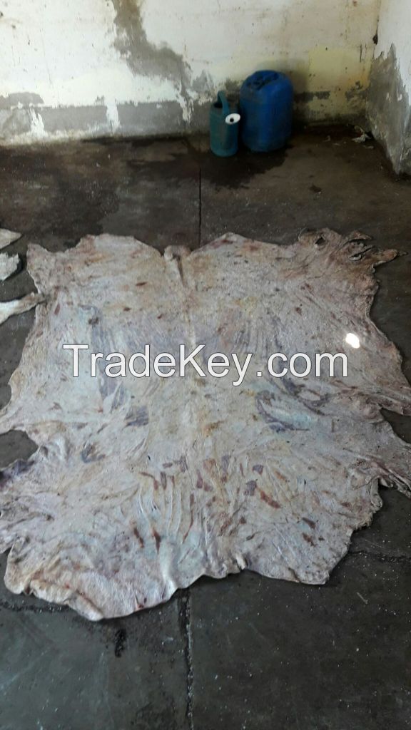 WET SALTED HAND FLAYED CATTLE HIDES