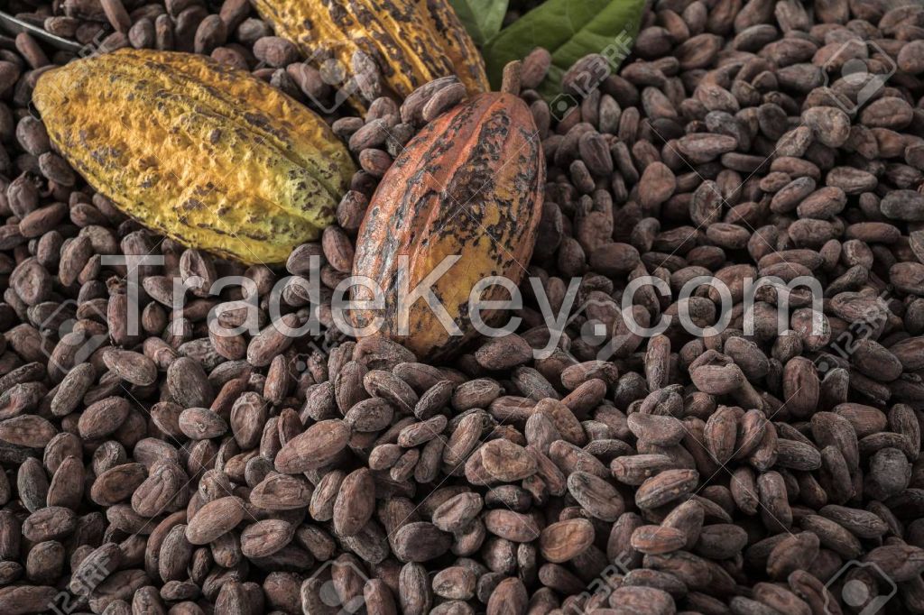 Cocoa Beans