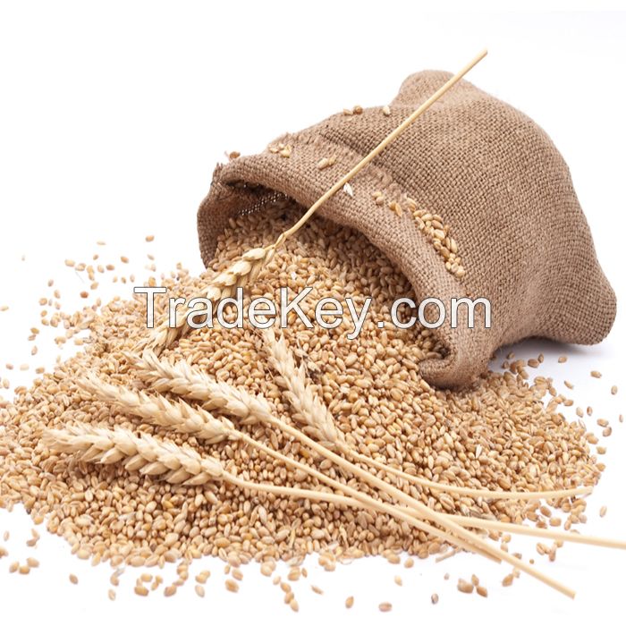 Ukrainian High Quality Selected Wheat