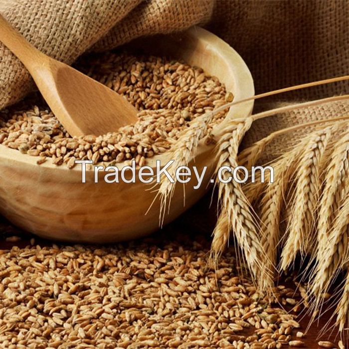 Ukrainian High Quality Selected Wheat