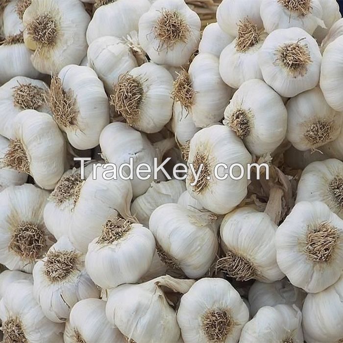 Ukrainian Fresh Organic White Garlic