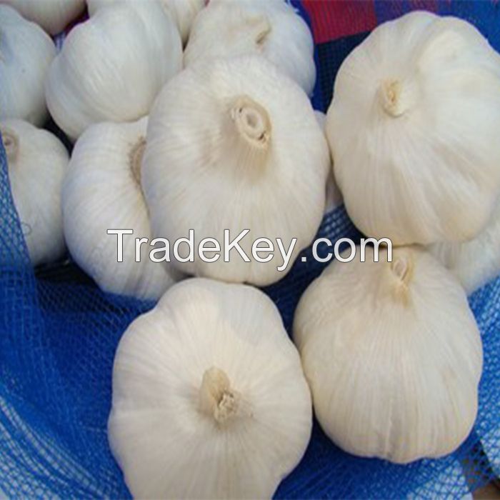 Ukrainian Fresh Organic White Garlic