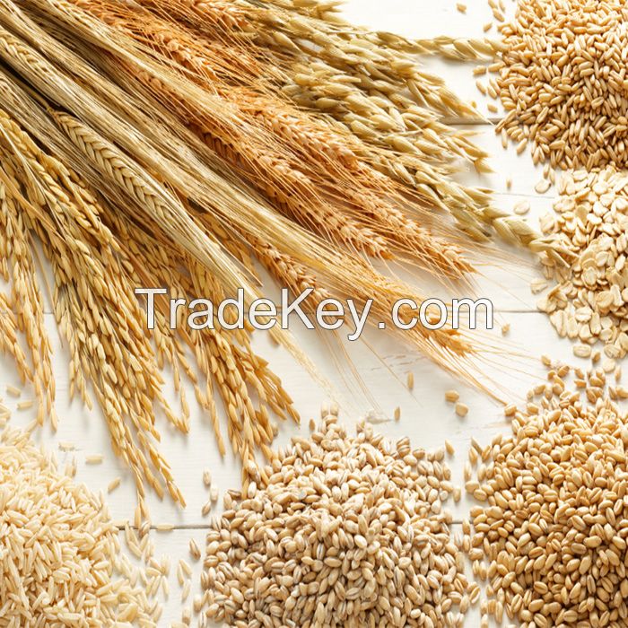 Ukrainian High Quality Selected Wheat