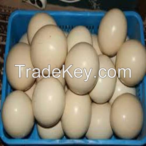 Hatching fresh ostrich eggs for sale.
