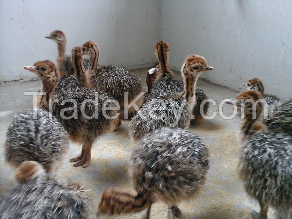 Ostrich Chicks for sale.....