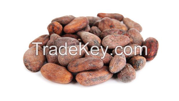 Cocoa Bean Dry