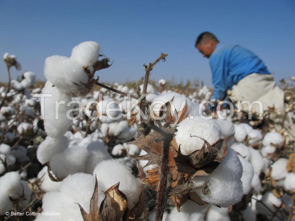 Cotton Bales