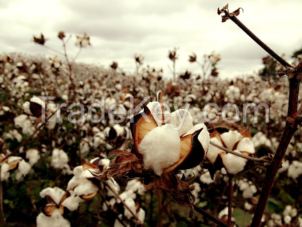 Cotton Bales