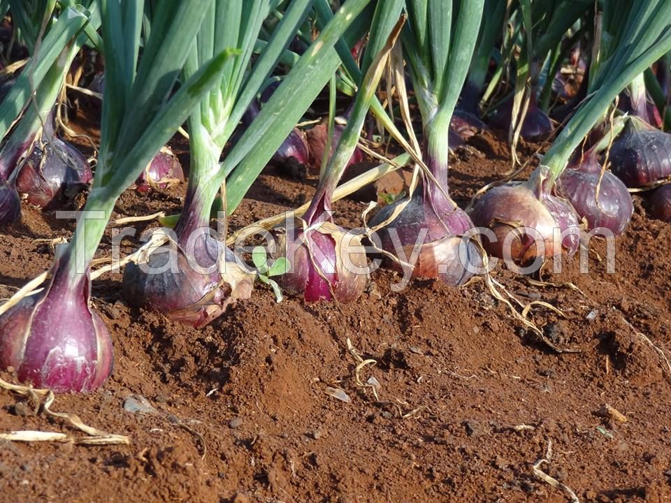 organic fresh onions