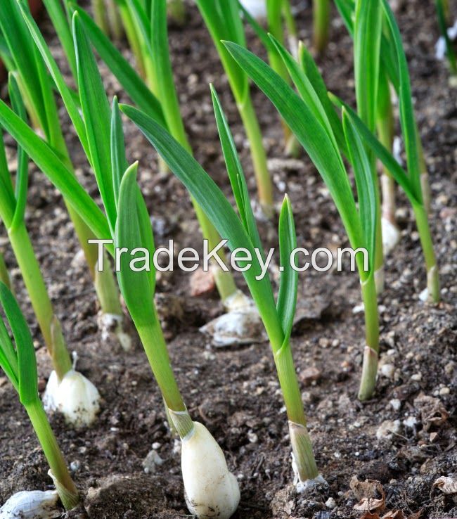 organic fresh white garlic