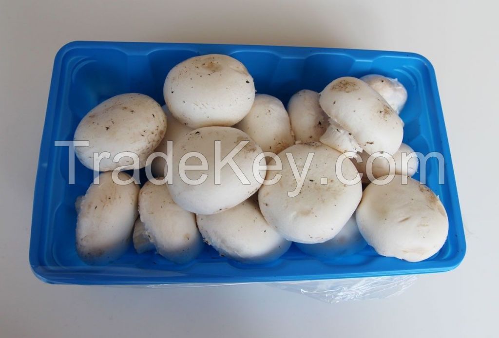 factory price raw oyster and botton mushroom whole