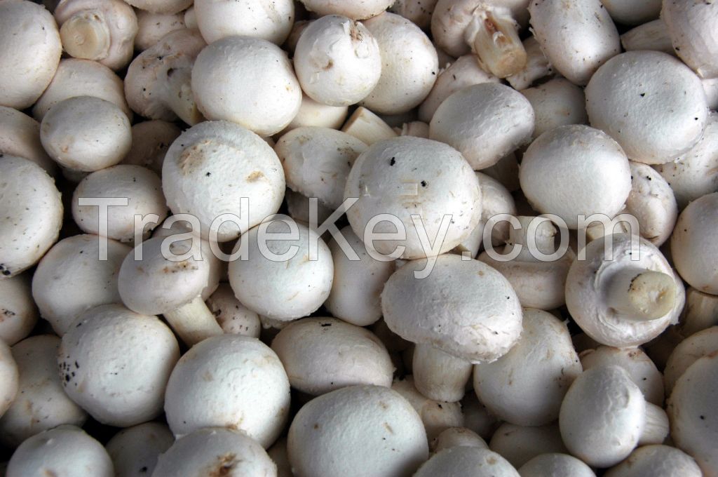 factory price raw oyster and botton mushroom whole
