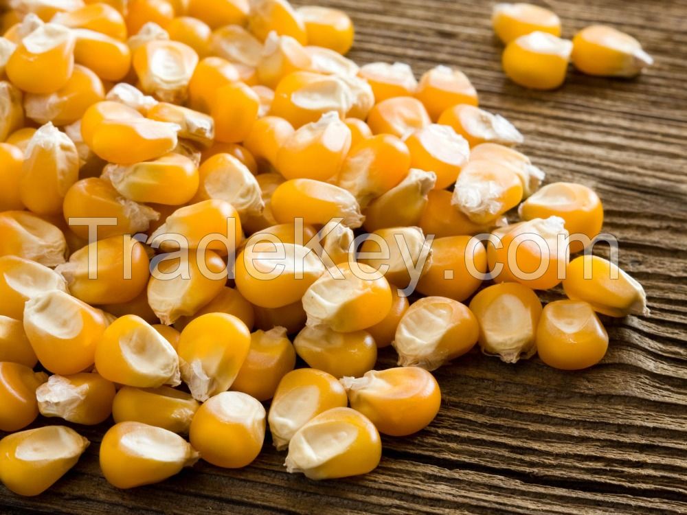 DRIED YELLOW CORN/ YELLOW MAIZE