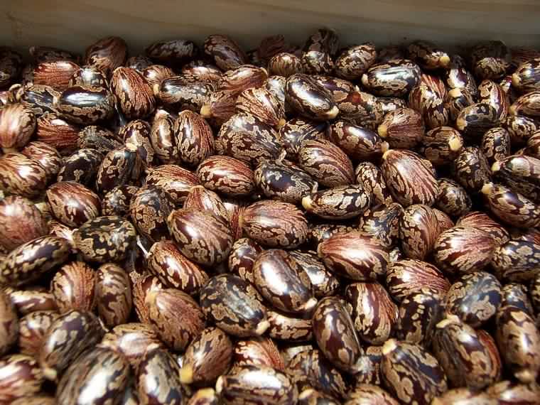 Wholesale Castor Seeds