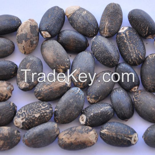 Wholesale  Premium Quality New Crop Jatropha Seeds 