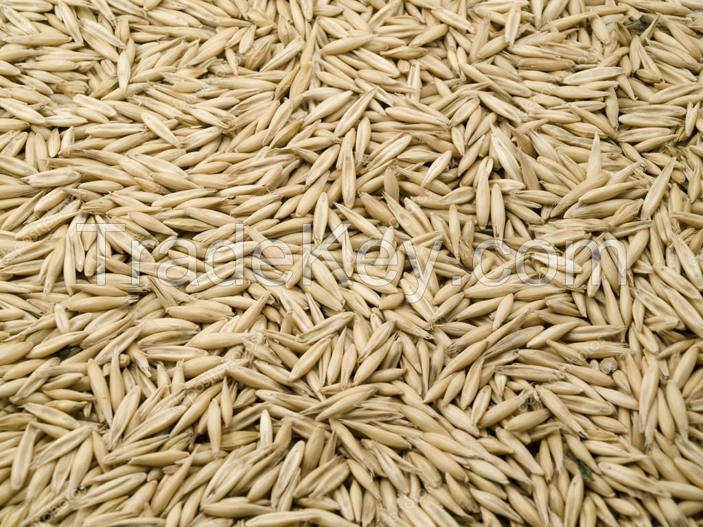 Wholesale  Pure Oat Grain Oats/Hulled Oats 