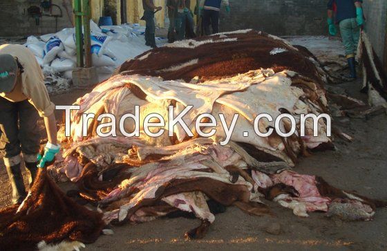 Wholesale SALTED CATTLE HIDES