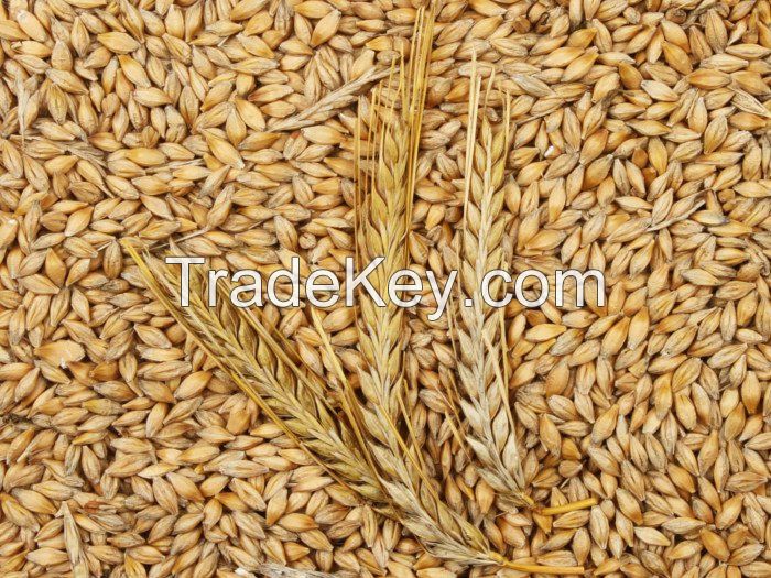 Wholesale Feed Barley For Animal Feed And Human