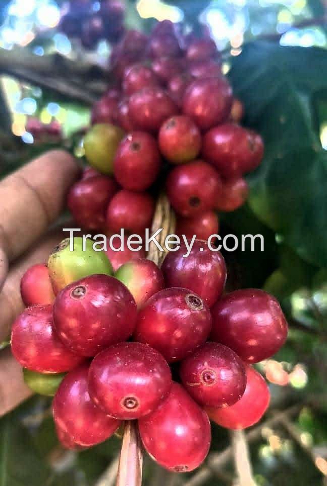 Wholesale Green bean Java preanger Coffee beans