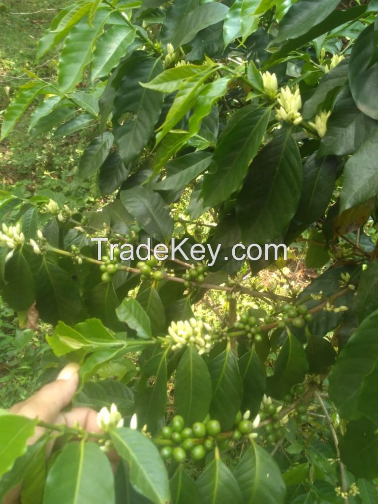 Wholesale Green bean Java preanger Coffee beans