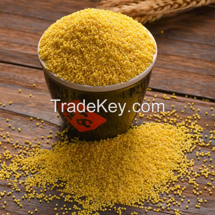 Wholesale Protein-Rich Organic Foxtail Millet Gluten-free Grain