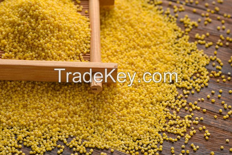 Wholesale Protein-Rich Organic Foxtail Millet Gluten-free Grain