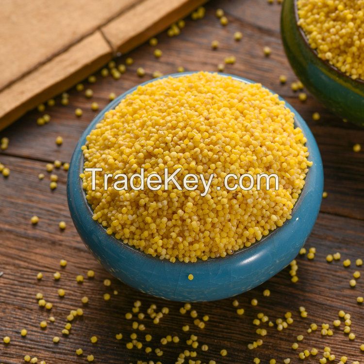 Wholesale Protein-Rich Organic Foxtail Millet Gluten-free Grain