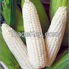 Wholesale Best Grade White Corn Maize For Animal Feed White Maize Corn