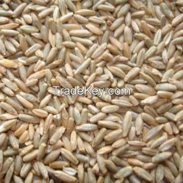 Wholesale Rye bran RYE FLAKES ,Rye bran high grade,Winter Rye for sale