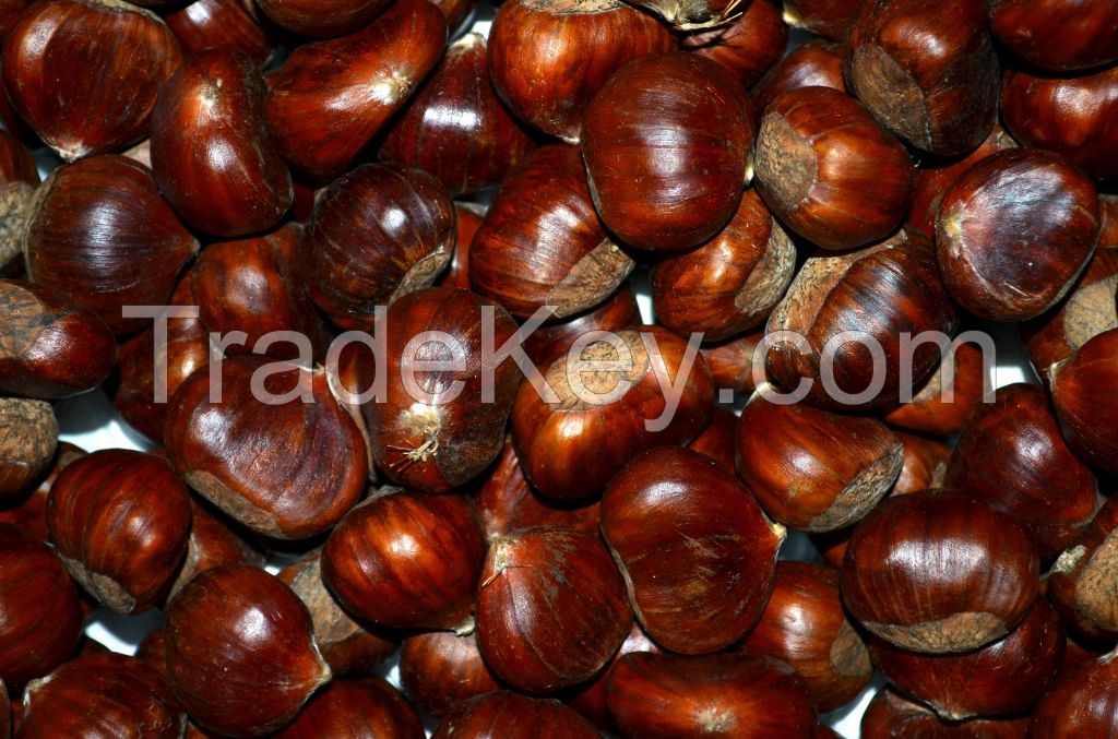 Wholesale Fresh new chestnuts for sale with low price buy bulk horse chestnuts