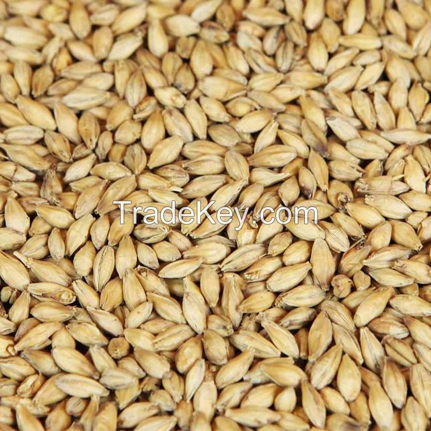 Wholesale Barley