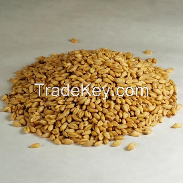 Wholesale Barley