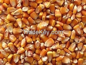 Wholesale Corn