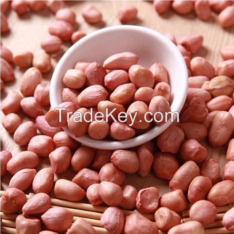 Wholesale Good quality peanuts 100% Natural peanut