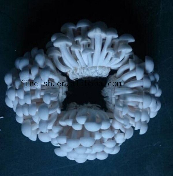 Finc 2019 high quality FUJUNWA Fresh white shimeji mushroom