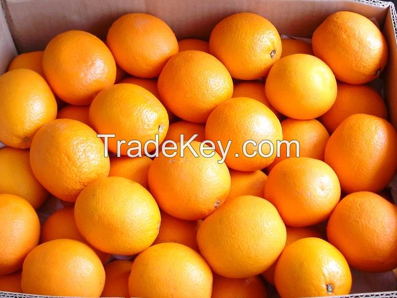 Fresh Orange, Navel & Valencia Orange