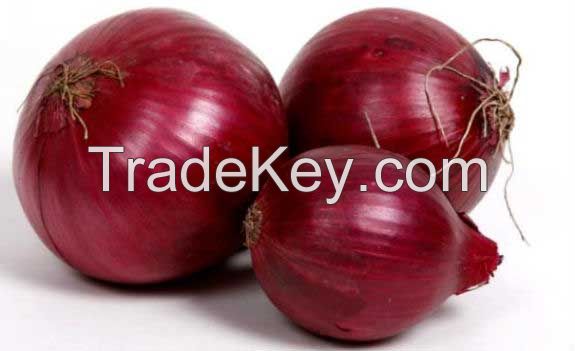 Fresh Onion,