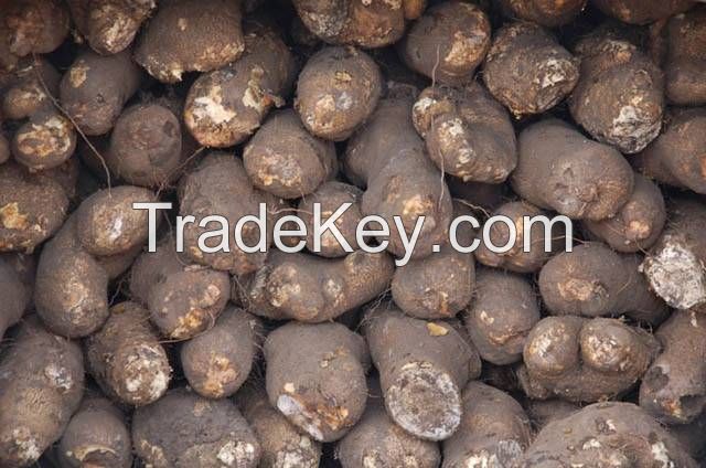 Fresh Quality Yam Tubers