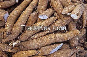 Cassava