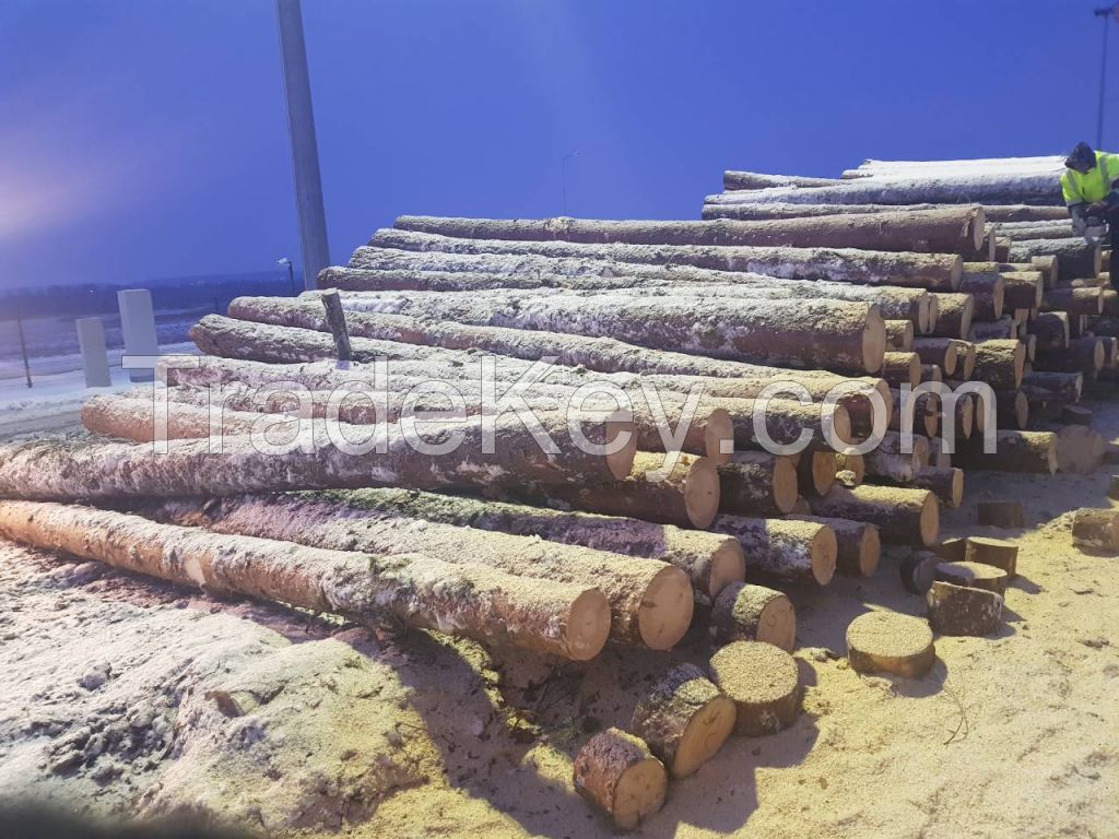 Scots Pine and Spruce 12-19cm / 20+ ave 26cm ABC Saw Logs from Lithuania / Poland