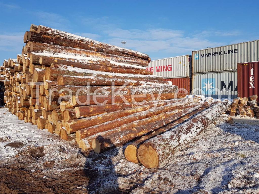 Scots Pine and Spruce 12-19cm / 20+ ave 26cm ABC Saw Logs from Lithuania / Poland