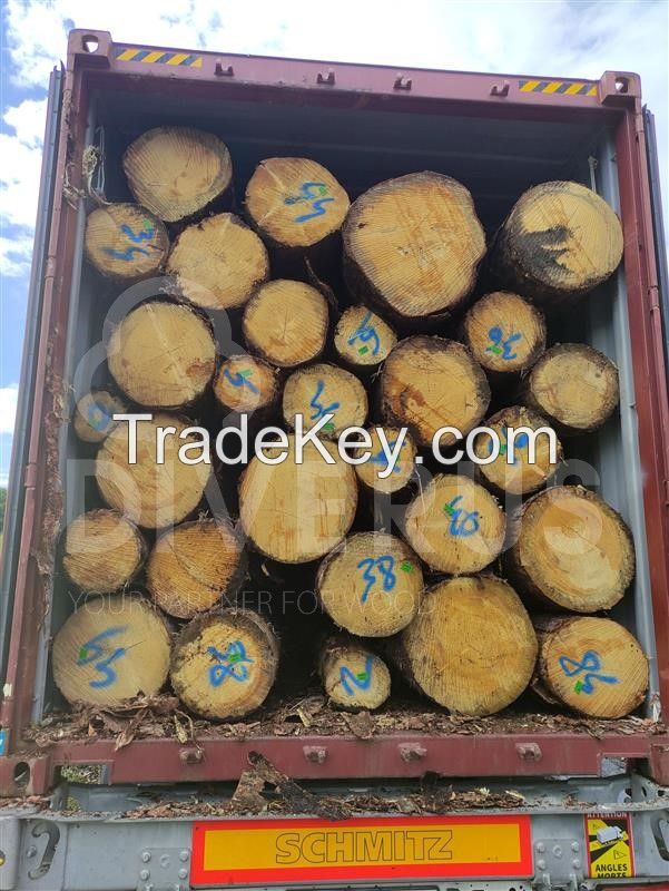Spruce 14-18cm / 20+cm 11.5 m +0.3 free trim logs from Germany