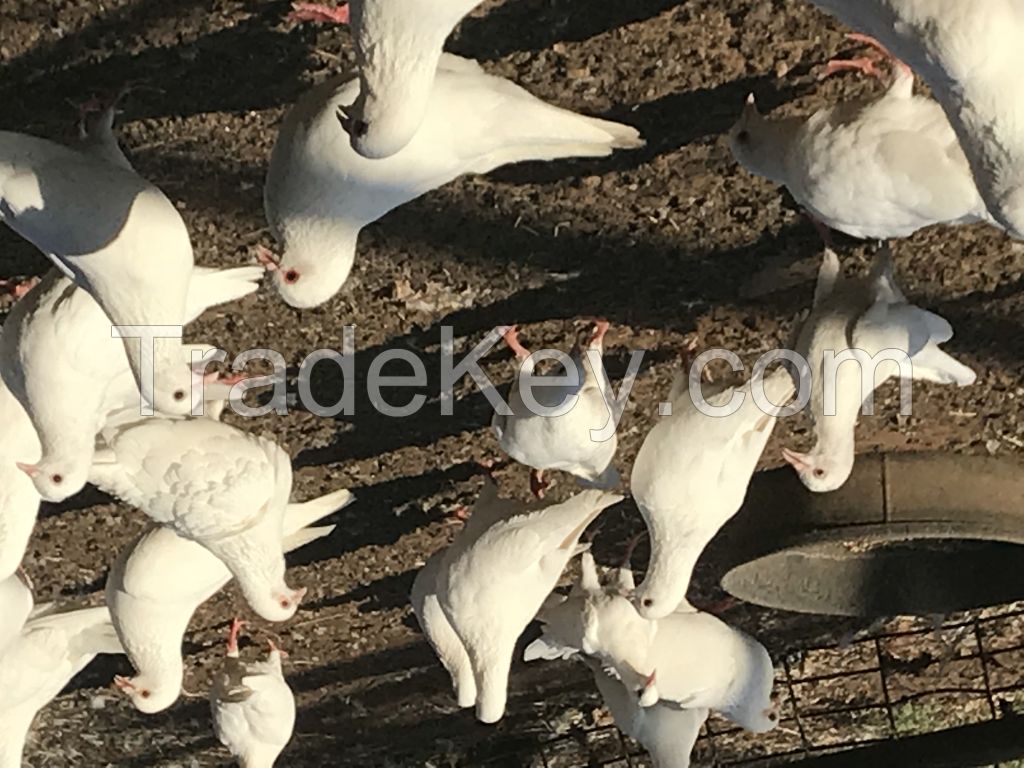 Pigeon Breeders for Squab Production