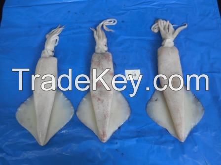 FROZEN SQUID WHOLE